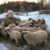 Montana w Shropshire sheep in winter