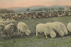 Shropshire sheep at Altamont stock farm in early 1900's..these lines were imported by the Millers