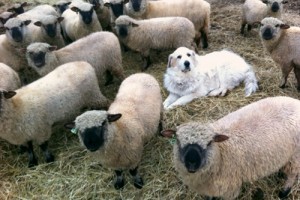 Sebastien guards his family of Shropshires...what will he do when CFIA kills them all?