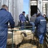 CFIA seizes and kills 9 heritage Shropshire sheep /Montana Jones photo
